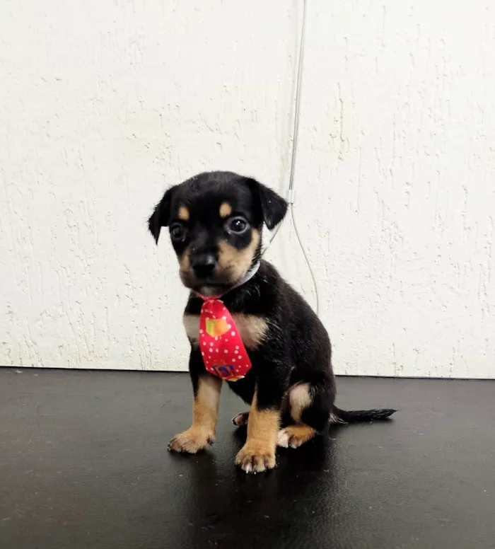 Cachorro ra a SRD-ViraLata idade Abaixo de 2 meses nome Filhotes Val 