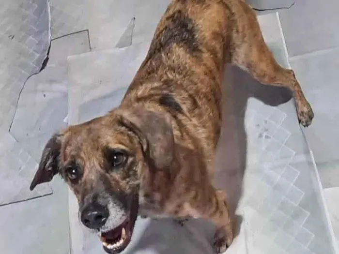 Cachorro ra a SRD-ViraLata idade 5 anos nome Suzzy Victória