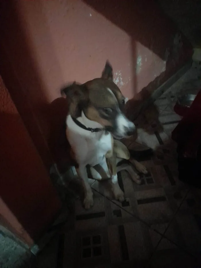 Cachorro ra a SRD-ViraLata idade 2 a 6 meses nome luna 