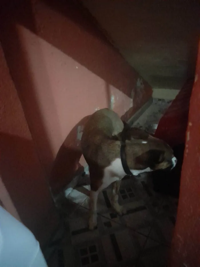 Cachorro ra a SRD-ViraLata idade 2 a 6 meses nome luna 