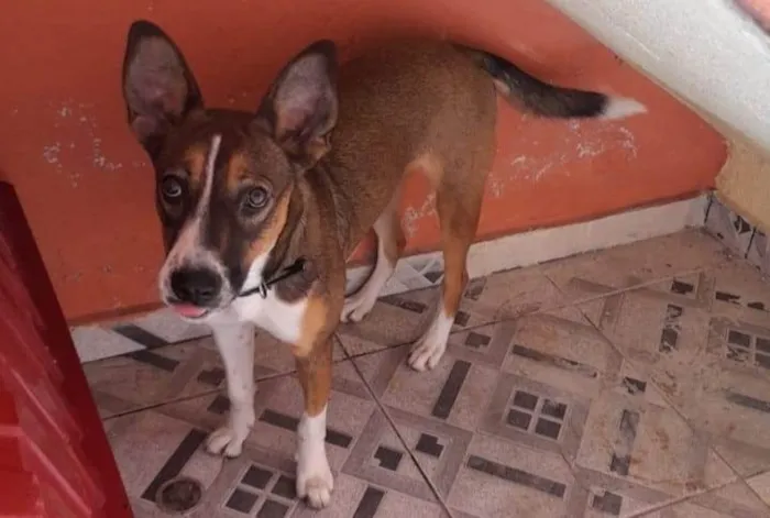 Cachorro ra a SRD-ViraLata idade 2 a 6 meses nome luna 