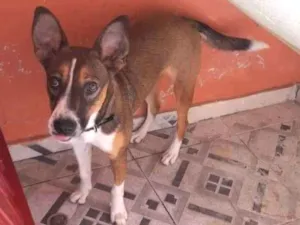 Cachorro raça SRD-ViraLata idade 2 a 6 meses nome luna 