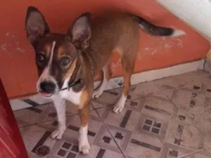 Cachorro raça SRD-ViraLata idade 2 a 6 meses nome luna 