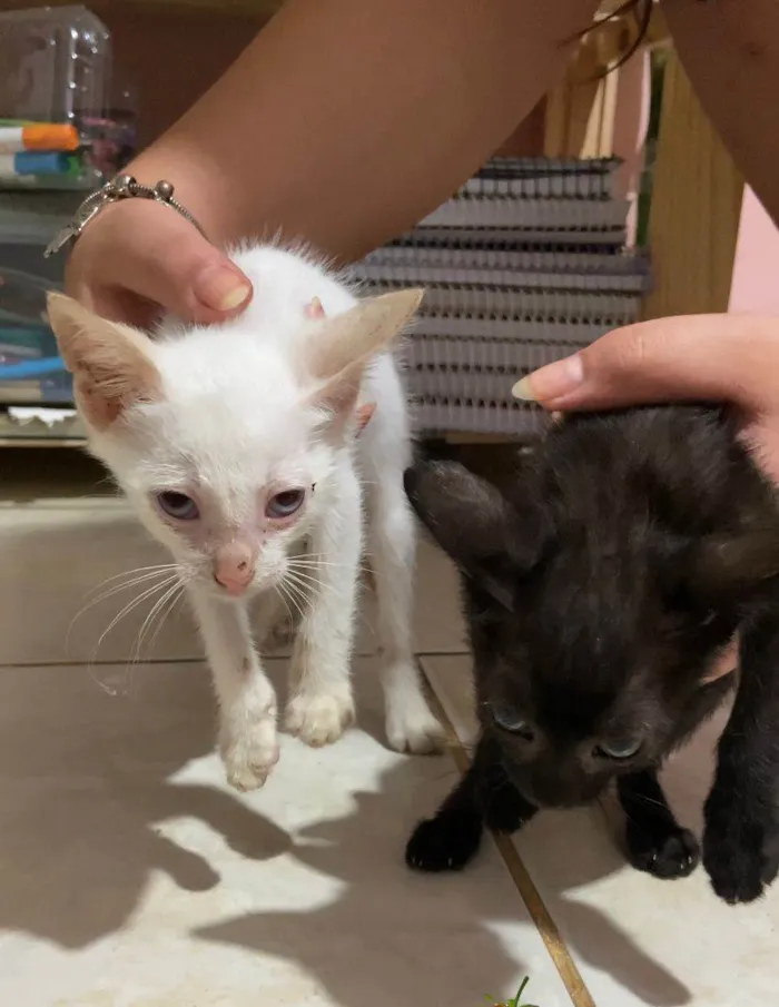 Gato ra a SRD-ViraLata idade 2 a 6 meses nome Sem nome