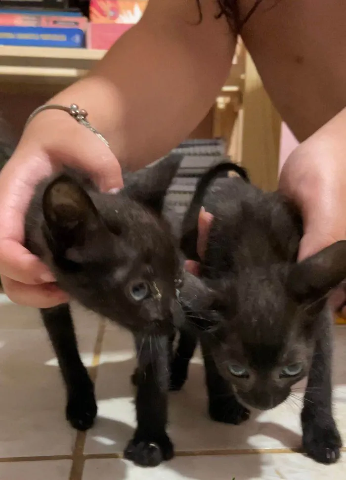 Gato ra a SRD-ViraLata idade 2 a 6 meses nome Sem nome