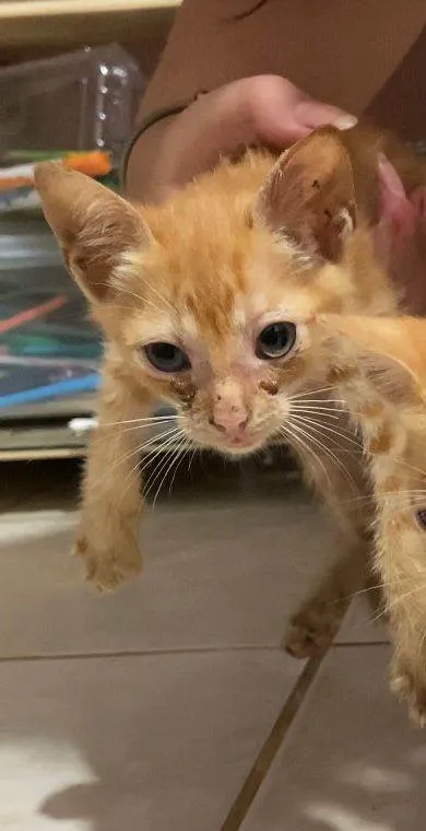 Gato ra a SRD-ViraLata idade 2 a 6 meses nome Sem nome