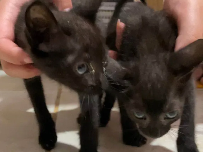 Gato ra a SRD-ViraLata idade 2 a 6 meses nome Sem nome