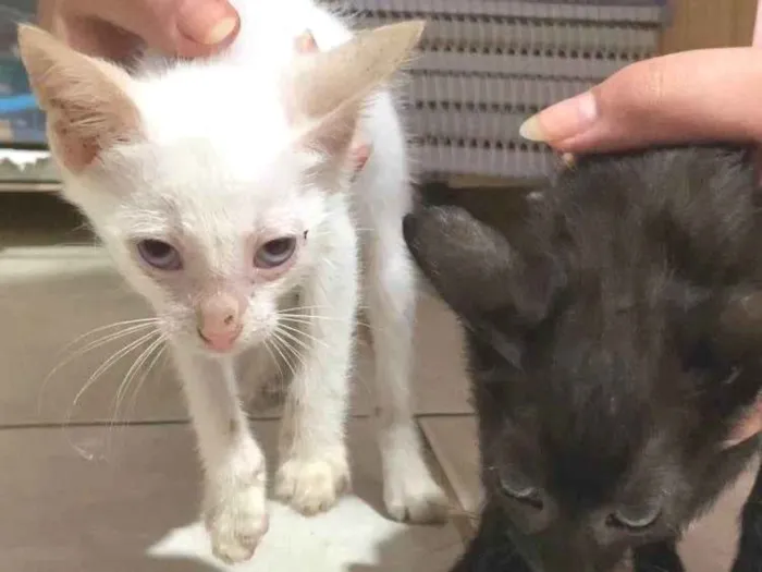 Gato ra a SRD-ViraLata idade 2 a 6 meses nome Sem nome