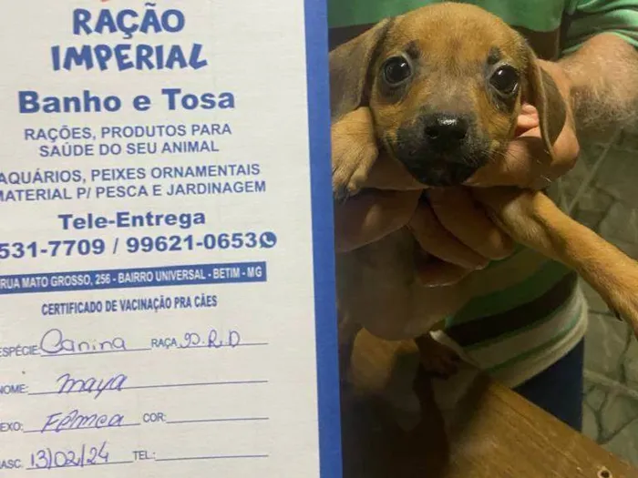 Cachorro ra a Pit-Bull idade 2 a 6 meses nome Maya