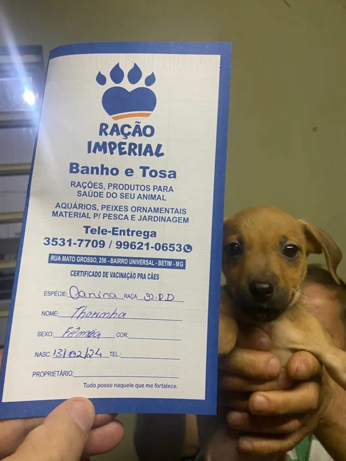 Cachorro ra a Pit-Bull idade 2 a 6 meses nome Thorinha