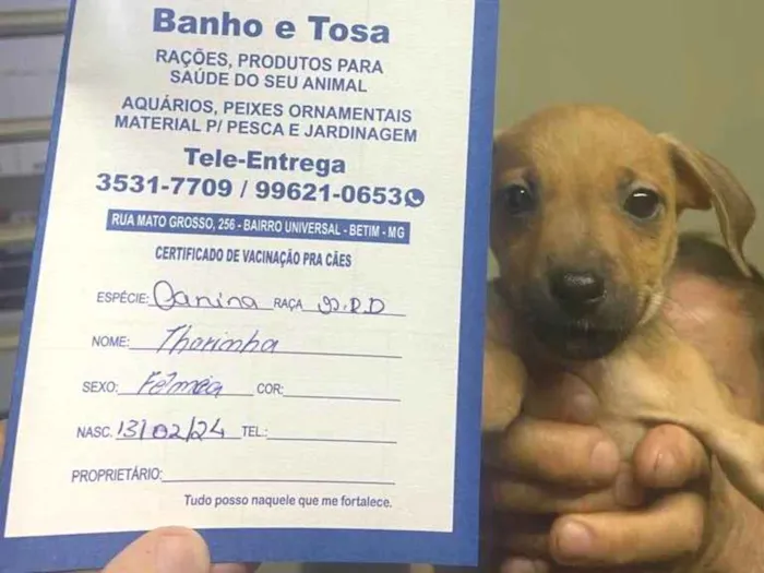 Cachorro ra a Pit-Bull idade 2 a 6 meses nome Thorinha