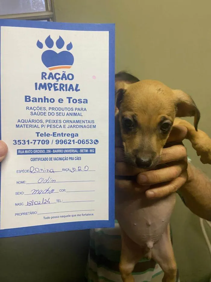 Cachorro ra a Pit-Bull idade 2 a 6 meses nome Odin