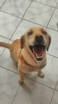 Lila - Sem nome
