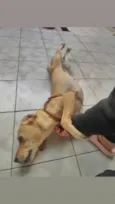 Lila - Sem nome