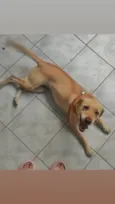 Lila - Sem nome