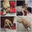 Lila - Sem nome