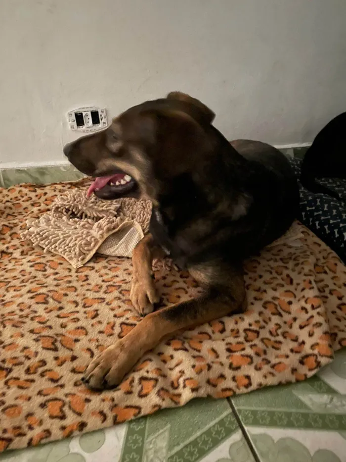 Cachorro ra a SRD-ViraLata idade 1 ano nome Elisabeth