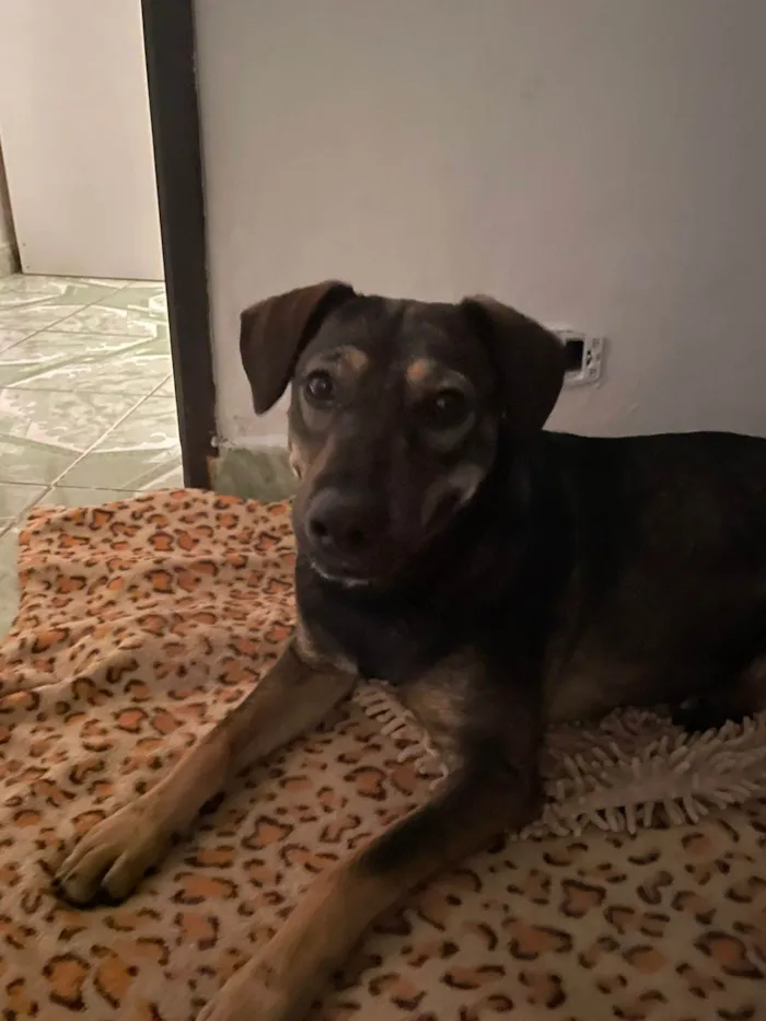 Cachorro ra a SRD-ViraLata idade 1 ano nome Elisabeth