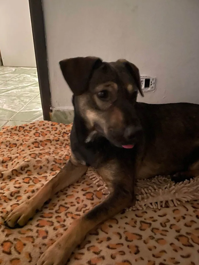 Cachorro ra a SRD-ViraLata idade 1 ano nome Elisabeth