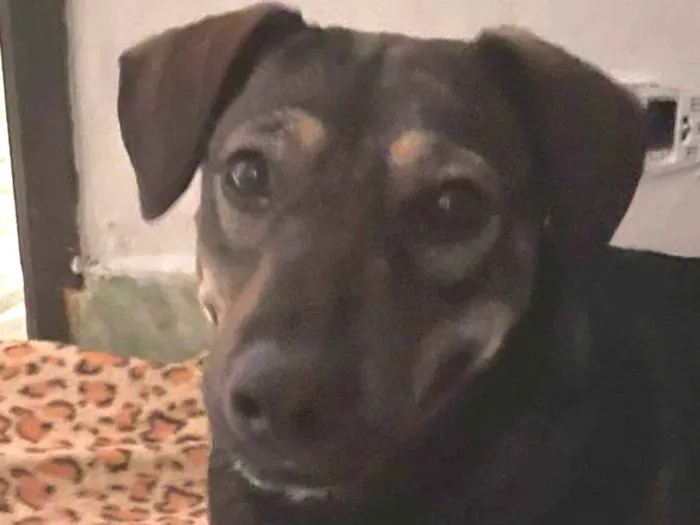 Cachorro ra a SRD-ViraLata idade 1 ano nome Elisabeth