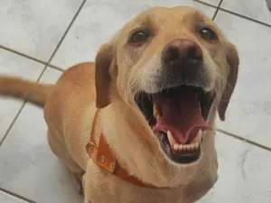 Cachorro raça SRD-ViraLata idade 1 ano nome Lila - Sem nome