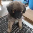 Peludo