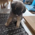 Peludo