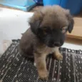 Peludo