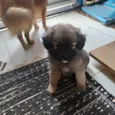 Peludo