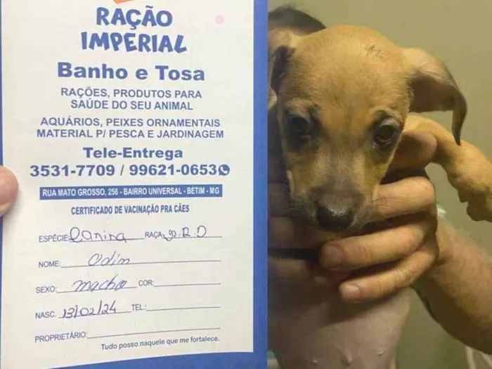 Cachorro ra a Pit-Bull idade 2 a 6 meses nome Odin