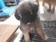 Peludo