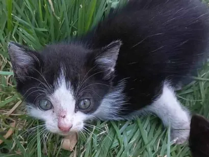 Gato raça SRD-ViraLata idade Abaixo de 2 meses nome Preto e branco