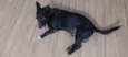 Mylo
