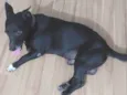 Mylo
