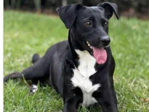 Cachorro raça SRD-ViraLata idade 3 anos nome Lana