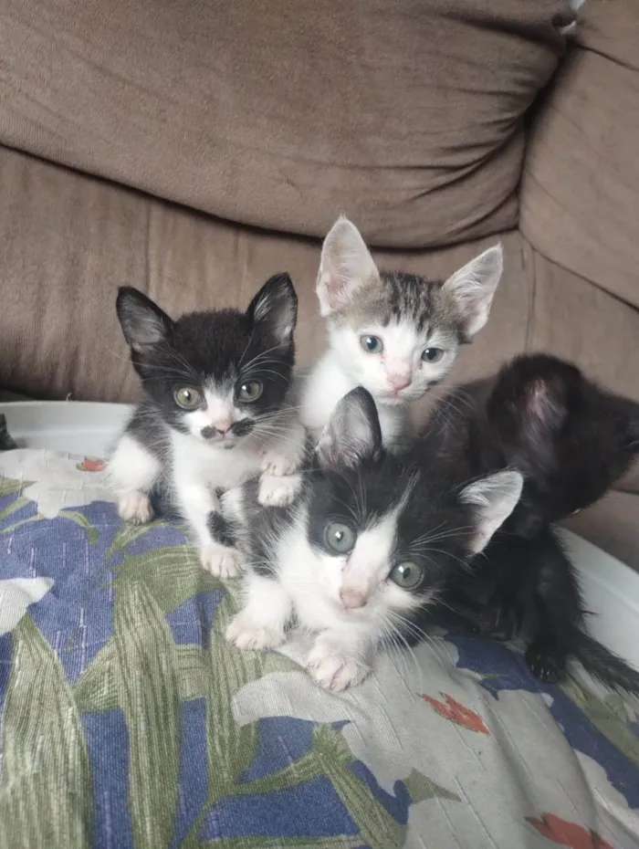 Gato ra a SRD-ViraLata idade 2 a 6 meses nome Belinha 
