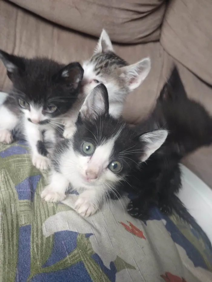 Gato ra a SRD-ViraLata idade Abaixo de 2 meses nome Bebezinhos