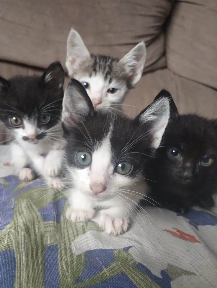 Gato ra a SRD-ViraLata idade Abaixo de 2 meses nome Bebezinhos