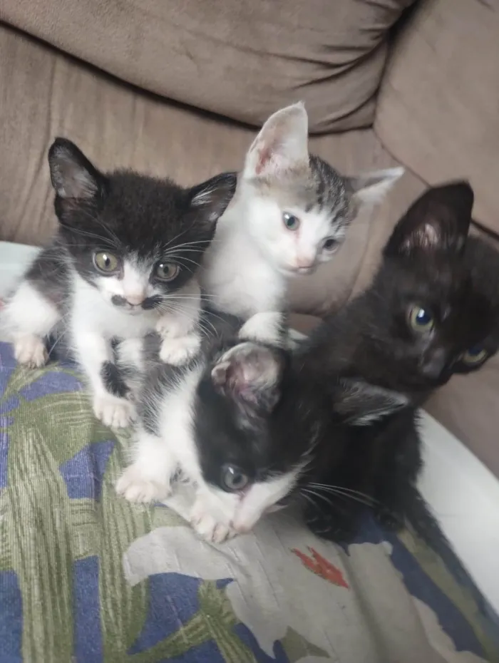 Gato ra a SRD-ViraLata idade Abaixo de 2 meses nome Bebezinhos