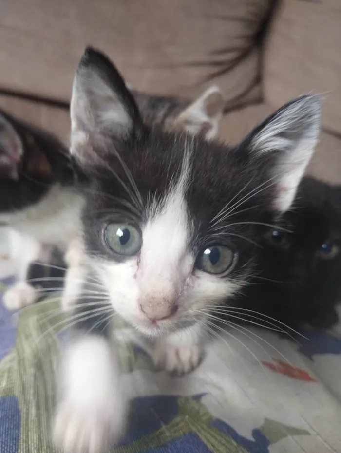 Gato ra a SRD-ViraLata idade Abaixo de 2 meses nome Bebezinhos