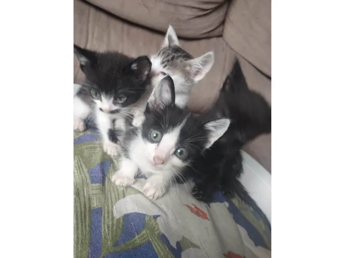 Gato ra a SRD-ViraLata idade Abaixo de 2 meses nome Bebezinhos