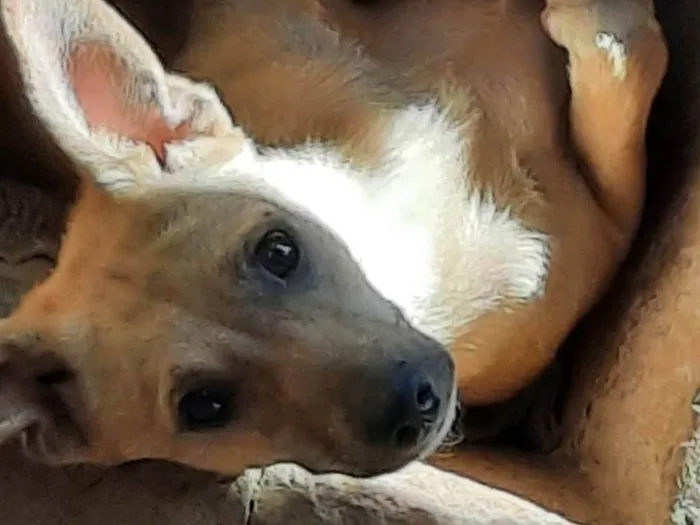 Cachorro ra a SRD-ViraLata idade 1 ano nome Melissa