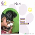 Noel