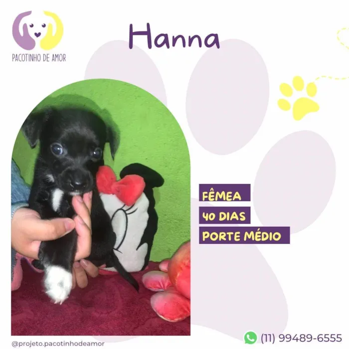 Cachorro ra a SRD-ViraLata idade Abaixo de 2 meses nome Hanna