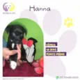 Hanna