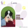 Caleb