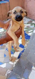 Caramelo