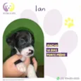 Ian