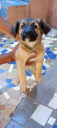 Gordo