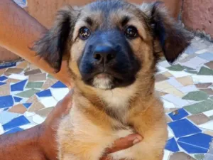 Cachorro raça SRD-ViraLata idade Abaixo de 2 meses nome Gordo